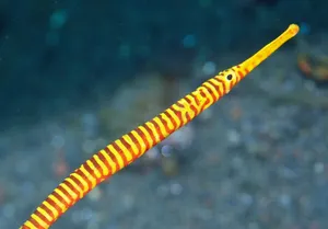 Vibrant Patterned Pipefish Wallpaper