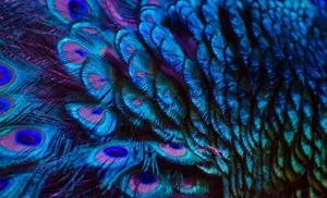 Vibrant Peacock Feathers Texture Wallpaper