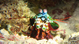 Vibrant Peacock Mantis Shrimp Wallpaper