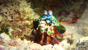 Vibrant Peacock Mantis Shrimp Wallpaper