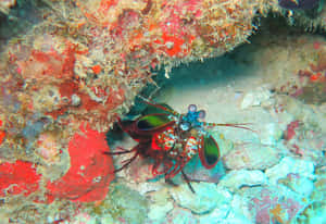 Vibrant Peacock Mantis Shrimp In Its Natural Habitat Wallpaper