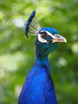 Vibrant Peacock Portrait4 K Wallpaper