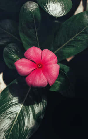 Vibrant Periwinkle Flower Dark Leaves Wallpaper