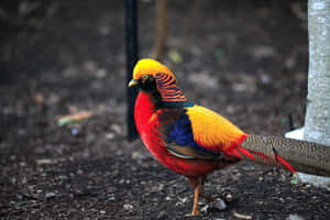 Vibrant Pheasantin Natural Habitat.jpg Wallpaper