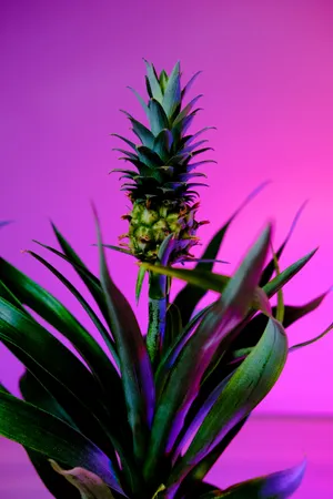 Vibrant Pineapple Shrub Wallpaper