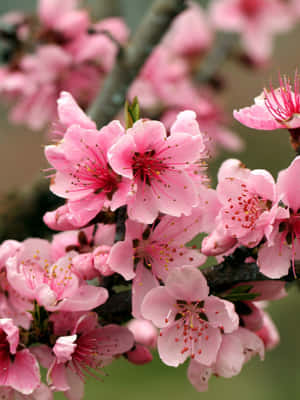 Vibrant_ Pink_ Blossoms_ Closeup.jpg Wallpaper