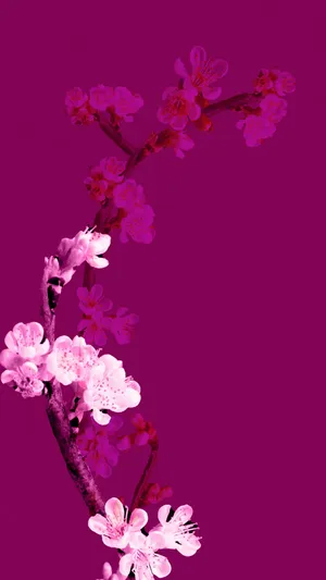 Vibrant Pink Cherry Blossoms Wallpaper