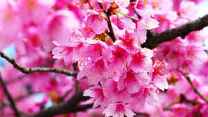 Vibrant_ Pink_ Cherry_ Blossoms_ Closeup.jpg Wallpaper