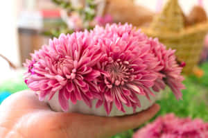 Vibrant Pink Chrysanthemums In Full Bloom Wallpaper