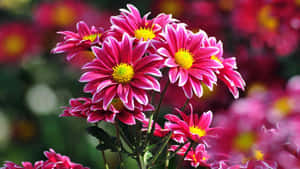 Vibrant Pink Chrysanthemums4 K Wallpaper