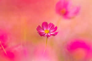 Vibrant_ Pink_ Cosmos_ Blossom_4 K Wallpaper