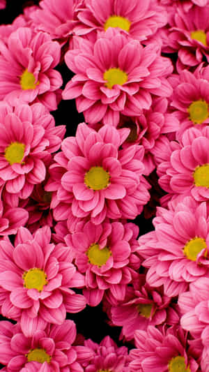 Vibrant Pink Daisy Cluster.jpg Wallpaper