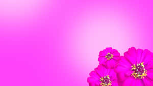 Vibrant Pink Floral Desktop Background Wallpaper