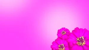 Vibrant Pink Floral Desktop Background Wallpaper