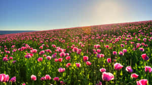 Vibrant_ Pink_ Flower_ Field_ Sunrise.jpg Wallpaper