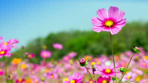 Vibrant Pink Flowers With Depth Effect Wallpaper
