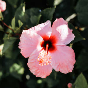 Vibrant_ Pink_ Hibiscus_ Flower_ Closeup.jpg Wallpaper