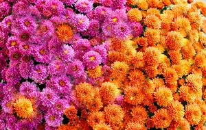 Vibrant Pink Orange Floral Display.jpg Wallpaper