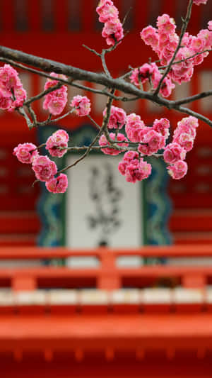Vibrant Pink Plum Blossoms Wallpaper