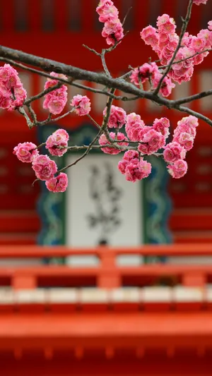 Vibrant Pink Plum Blossoms Wallpaper