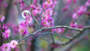 Vibrant Pink Plum Blossoms Wallpaper