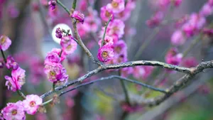 Vibrant Pink Plum Blossoms Wallpaper
