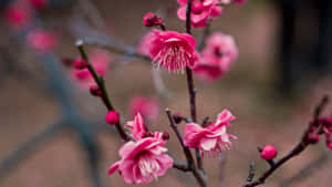 Vibrant Pink Plum Blossoms Wallpaper