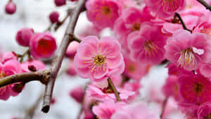 Vibrant Pink Plum Blossoms Wallpaper