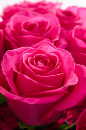 Vibrant Pink Roses Bouquet.jpg Wallpaper