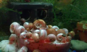 Vibrant Pink Snail Crawling In Nature Wallpaper