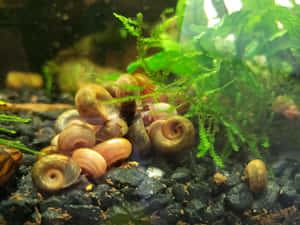 Vibrant Pink Snail Crawling On A Green Leaf Wallpaper