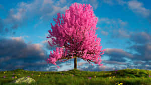 Vibrant Pink Tree4 K Landscape Wallpaper