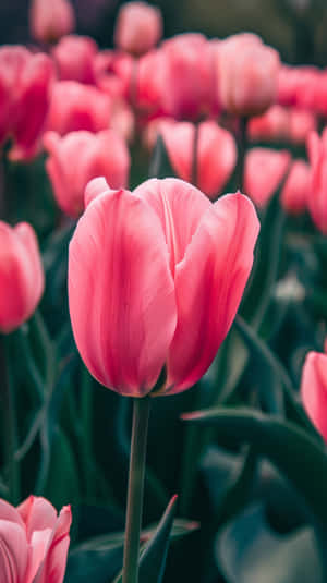 Vibrant Pink Tulip Field Wallpaper