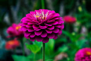 Vibrant Pink Zinnia Flower Wallpaper