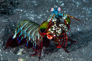 Vibrant Pistol Shrimp Displaying Its Vivid Colors In Its Natural Aquatic Habitat Wallpaper