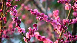 Vibrant Plum Blossoms In Bloom Wallpaper