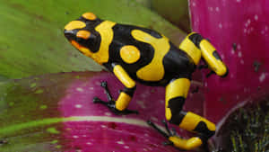 Vibrant Poison Dart Frog Wallpaper