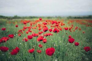 Vibrant Poppy Field In Full Bloom Wallpaper