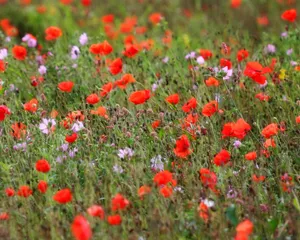 Vibrant Poppy Field Wildflowers Wallpaper