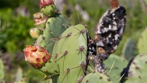 Vibrant Prickly Pear Cactus At San Diego Zoo Wallpaper