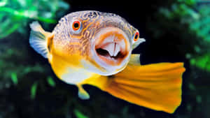 Vibrant Puffer Fish Portrait Wallpaper