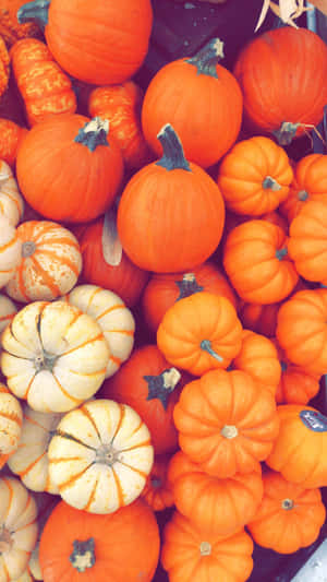 Vibrant_ Pumpkin_ Collection_ Autumn Wallpaper