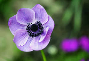 Vibrant_ Purple_ Anenome_ Closeup.jpg Wallpaper