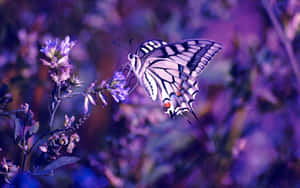 Vibrant Purple Butterflyon Flowers Wallpaper