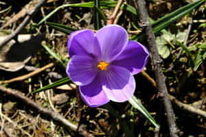 Vibrant_ Purple_ Crocus_ Flower_ Closeup.jpg Wallpaper