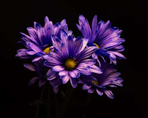 Vibrant_ Purple_ Daisies_4 K Wallpaper