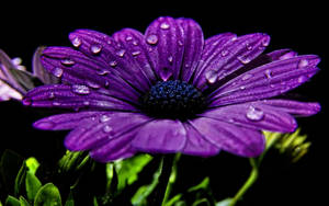 Vibrant Purple Daisy In Full Bloom Wallpaper