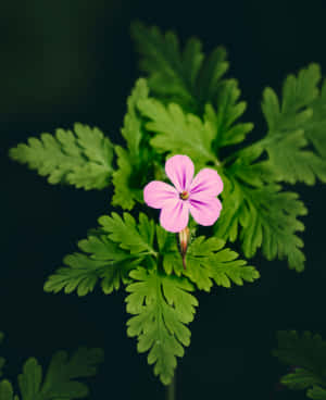 Vibrant_ Purple_ Flower_ Dark_ Background.jpg Wallpaper