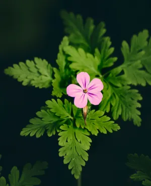 Vibrant_ Purple_ Flower_ Dark_ Background.jpg Wallpaper