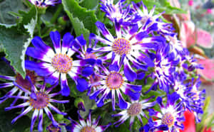 Vibrant Purple Flowers Blooming Wallpaper